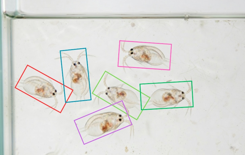 Phenotyping tank